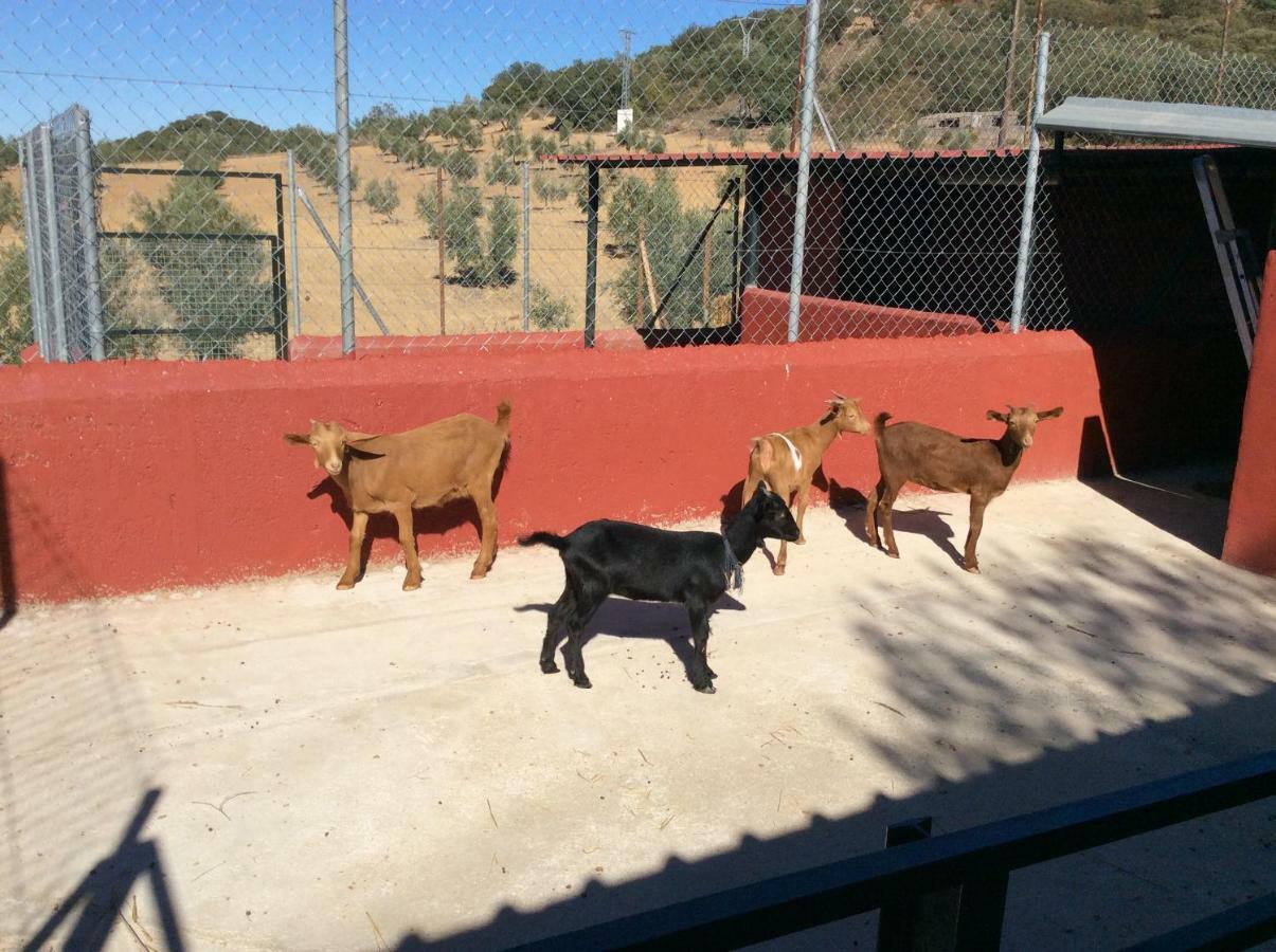 Santa Marta Complejo Rural Con Pista De Padel Pensionat Archidona Exteriör bild